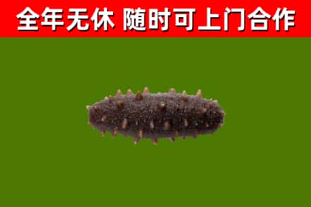 韶山市烟酒回收干海参.jpg